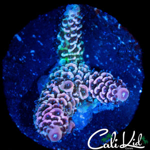 PASTEL RAINBOW MILLI