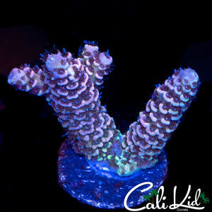 PASTEL RAINBOW MILLI