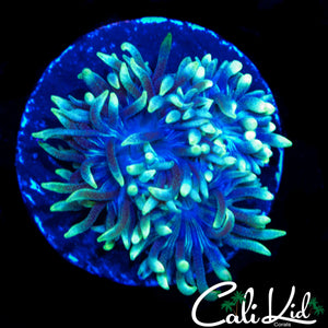 FLOWER PETAL DUNCAN TRIPLE