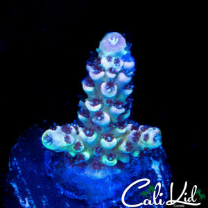 MYSTERY RAINBOW ACRO