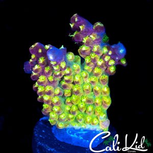 CK GOLDEN GODDESS ACRO