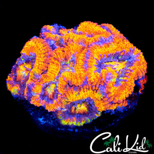 ULTRA RAINBOW ACAN MINI COLONY