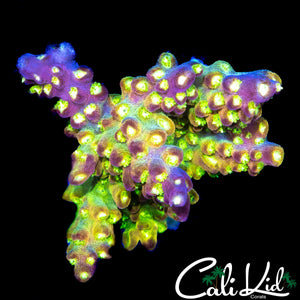 CK GOLDEN GODDESS ACRO