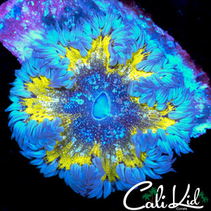 ULTRA RAINBOW ROCK NEM