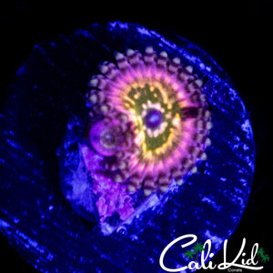 CK MONSTERS INC ZOA W/ BABY
