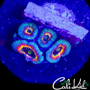 CK FRUITLOOPS MICROMUSSA