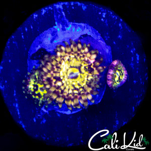 CK PINEAPPLE EXPRESS ZOA TRIPLE