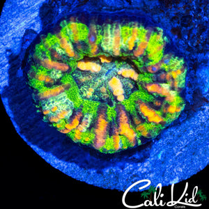 ULTRA RAINBOW BUTTON SCOLY