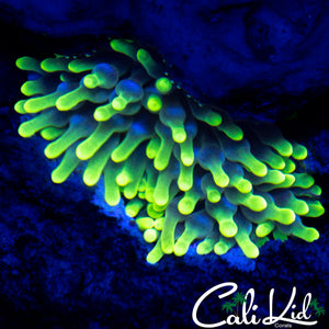 ECTOMORPH ANEMONE (SUPER BRIGHT)