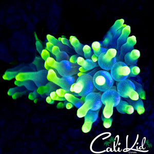 ECTOMORPH ANEMONE (SUPER BRIGHT)