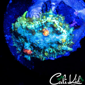 CK CIRCUS BOUNCE MUSHROOM