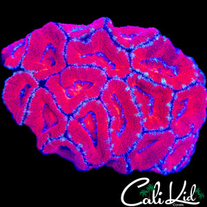CANDY APPLE RED ACAN COLONY