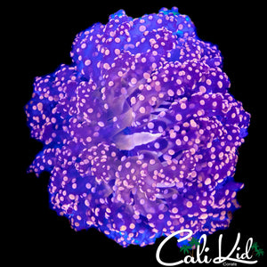 HYPER PINK OCTOSPAWN COLONY
