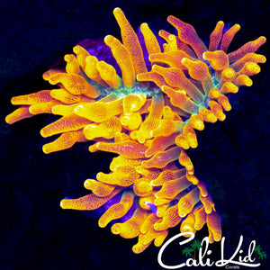 CC COLORADO SUNBURST NEM
