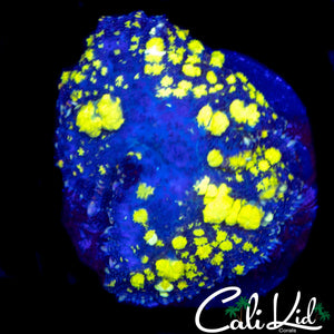 CK BLUE THUNDER BOUNCE SHROOM