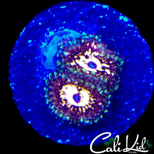 CK UNRELEASED ZOA DOUBLE