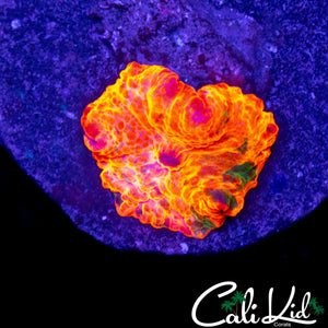 CHUNKY CANDY CRUSH MUSHROOM