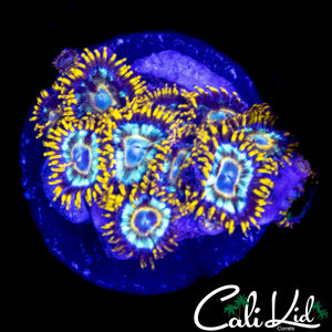 CK UNRELEASE ZOA MINI COLONY