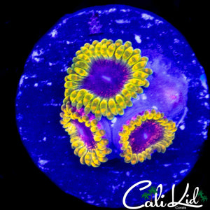 THERMOSPHERE ZOA TRIPLE