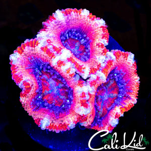 CANDY CANE ACAN TRIPLE