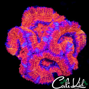 ULTRA ACAN QUAD