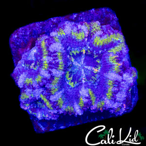 ULTRA ACAN QUAD