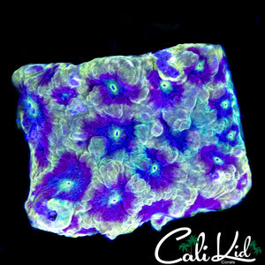 RAINBOW SPECKLED FAVIA