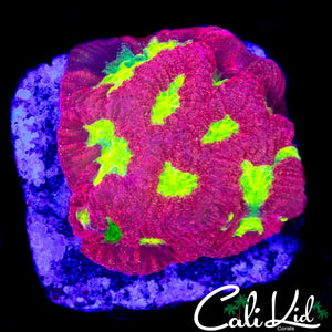 YELLOW EYE FAVIA