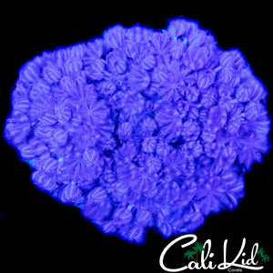 PULSATING XENIA COLONY