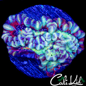ULTRA RAINBOW WILSONI
