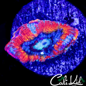 ULTIMATE RAINBOW ACAN W/ BABIES