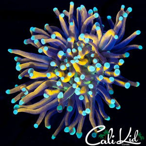 TEAL TIP GOLDEN TORCH