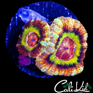 SUPER RARE RAINBOW ASIAN ACAN DOUBLE