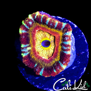 SUPER RARE RAINBOW ASIAN ACAN