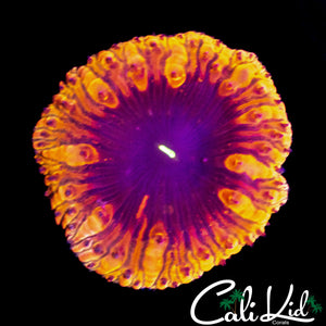 PURPLE EYE BLASTO