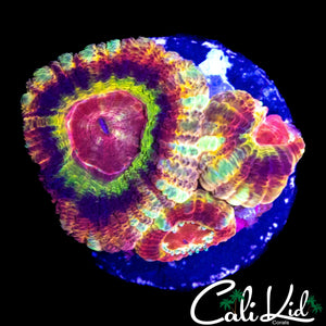 SUPER RARE RAINBOW ASIAN ACAN TRIPLE