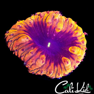 PURPLE EYE BLASTO