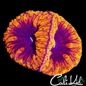 PURPLE EYE BLASTO DOUBLE