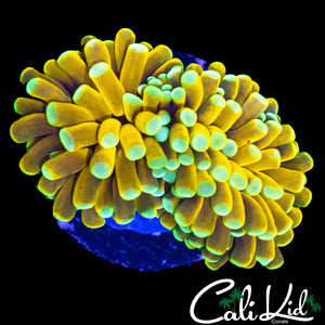 TEAL TIP BANANA TORCH