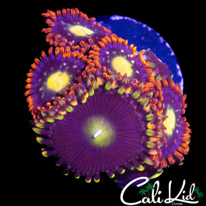 ASSORTED ZOAS FRAG