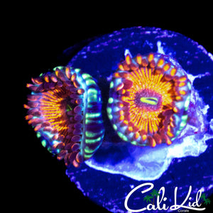 RARE MYSTERY ZOA DOUBLE