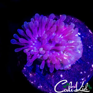 MYSTERY CORAL