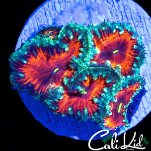 BLOOD ORANGE BLASTO MINI COLONY