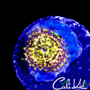 CK PINEAPPLE EXPRESS ZOA