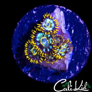 CK UNRELEASED ZOA MINI COLONY