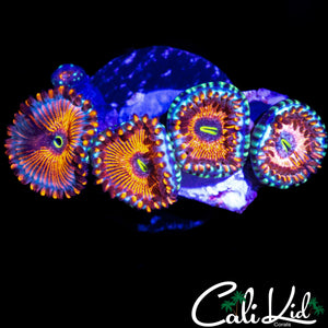 SALTED AGAVE TYPE ZOA QUAD