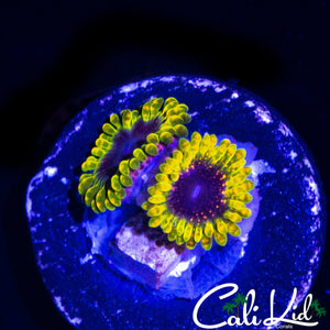 THERMOSPHERE ZOA DOUBLE