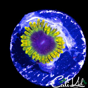 THERMOSPHERE ZOA