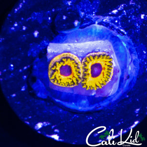 GREAT OWL ZOA DOUBLE