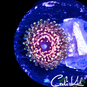 CK ULTIMATE PINK SPACE MONSTER ZOA